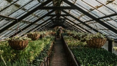 opposing axis growth pattern