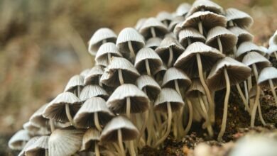 small capacity clapsync device