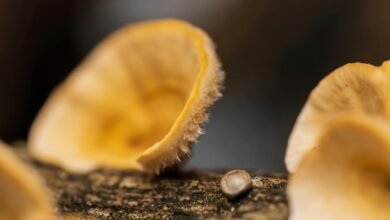 encoded dataset integrity log