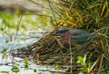 reference stream consolidation process