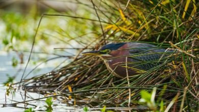 reference stream consolidation process